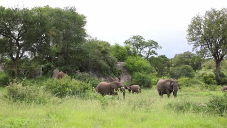 Wide-shot-of-a-herd-of-elephants-feeding-in-the-lush-green-grass,-Kruger-National-Park