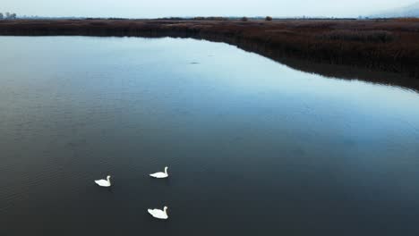 Flying-over-a-flock-of-swans-on-a-swamp-with-reed-and-cattail-bushes-on-a-cold-morning