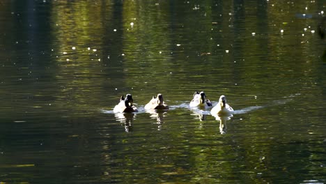 Ducks-swim-around-on-calm-clear-water-of-pond-reflecting-green-foliage-in-park