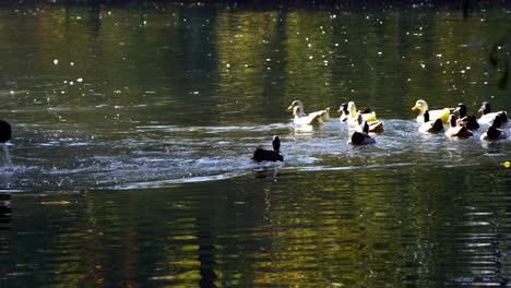 Herd-of-domestic-ducks-following-boat,-swimming-on-calm-water-of-canal-reflecting-green-trees