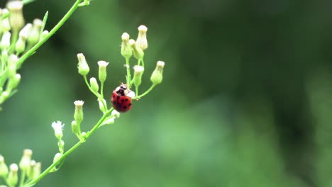 Ein-Marienkäfer,-Der-Im-Freien-Blattläuse-Von-Einer-Pflanze-Frisst