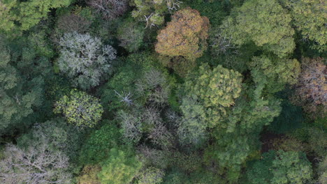 Drone-shot-looking-directly-down-onto-a-forest-canopy-in-Autumn-colours,-while-slowly-descending-in-the-UK