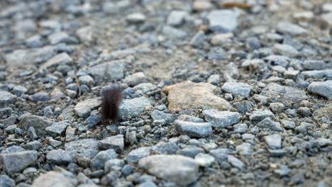 Small-fuzzy-dark-caterpillar-crawling-over-tiny-grey-gravel-stone-pathway