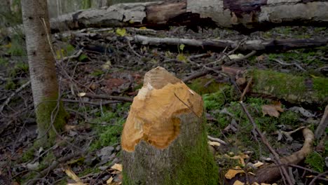 Tree-stump-gnawed-down-by-beaver-in-wet-nordic-forest---Crane-down-close-up
