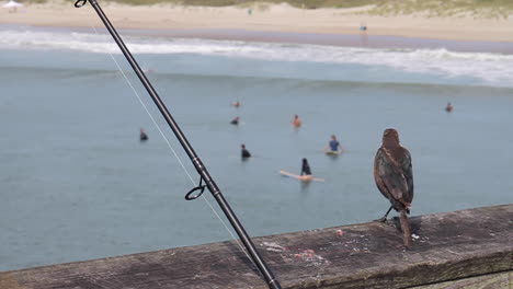 Surfers-Try-to-Catch-Waves-with-Bird-and-Fishing-Pole-in-Front-on-Pier