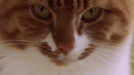 Supermakro-Nahaufnahme-Einer-Aufmerksamen-Orangefarbenen-Jungen-Weiblichen-Katze,-Die-Intensiv-Und-Ruhig-In-Die-Kamera-Schaut-Und-Sich-Plötzlich-Umdreht-Und-Sich-Selbst-Pflegt