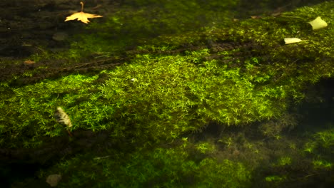 Algae-waving-under-clear-water-streaming-with-yellow-leaves-floating-at-sunshine