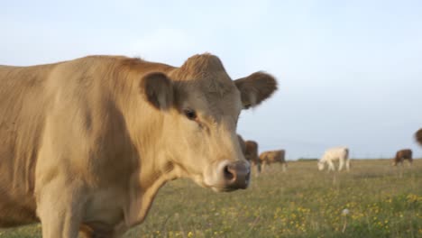 Herd-of-Cows-Walks-Away-from-Human-Hand-in-South-Sweden-Skåne-Österlen,-Kåseberga,-Handheld
