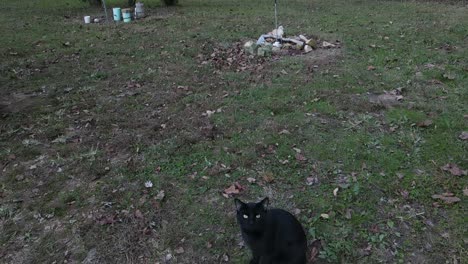 Black-cat-running-away-from-drone