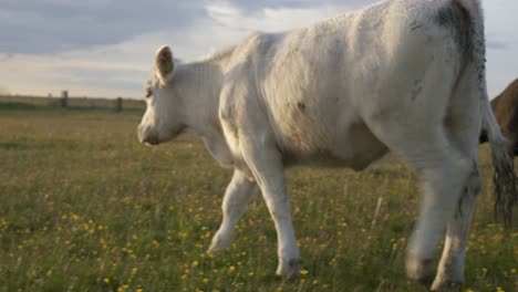 Vaca-Blanca-Comiendo-Hierba-Y-Dientes-De-León-Con-Otras-Vacas-En-El-Sur-De-Suecia-Skåne,-Österlen,-En-Kåseberga-Por-Ales-Stenar,-Toma-De-Mano-Media-A-Amplia