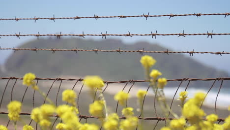 Flowers-Blow-in-Wind-in-Front-of-Barbwire-and-Ocean-off-of-Pacific-Coast-Highway