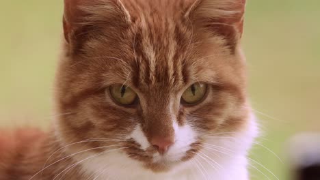 Junge-Weibliche-Orangefarbene-Katze,-Die-Aufmerksam-Und-Intensiv-In-Die-Kamera-Schaut,-Die-Aus-Der-Nähe-Mit-Ihren-Schnurrhaaren-Und-Ohren-Teilweise-Im-Rahmen-Gesehen-Wird