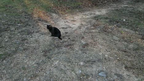 Black-cat-scared-of-drone,-runs-away