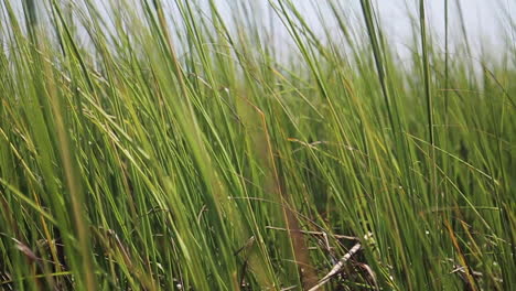 Tall-Grass-Blows-in-Wind-Along-Atlantic-Ocean