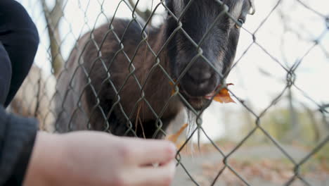 Young-woman-feeding-a-small-dark-goat-orange-autumn-leaves,-close-up-and-in-slow-motion,-behind-metal-fence