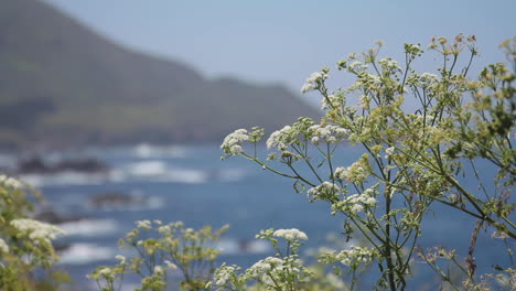 Flowers-Blow-in-Wind-in-Front-of-Ocean-off-of-Pacific-Coast-Highway