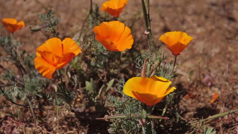 Poppy-Flowers-Blow-in-the-Wind-near-Kern-River-California