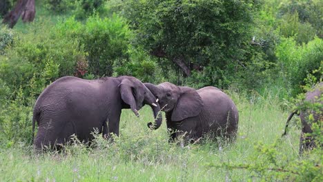 Full-body-shot-of-two-elephants-tussling,-Kruger-National-Park