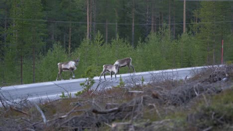 Reindeer-crossing-a-road-in-the-middle-of-a-Nordic-forest---Wide-shot