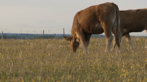 Vaca-Marrón-Comiendo-Hierba-Mientras-Otras-Dos-Vacas-Pasan,-En-El-Sur-De-Suecia-Skåne-Österlen,-Kåseberga-Con-Turbinas-Eólicas-En-El-Fondo-Plano-Amplio-De-Mano