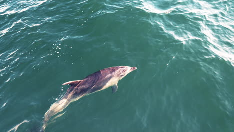 Delfín-Emergiendo-Del-Agua-En-La-Bahía-De-Islas,-Nueva-Zelanda---Toma-Aérea-De-Drones