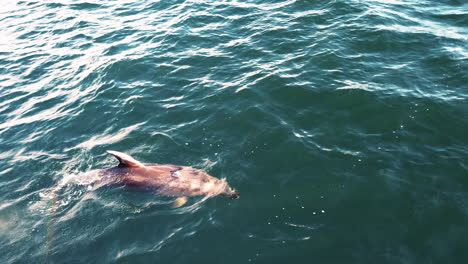 Delfín-Solitario-Nadando-En-La-Superficie-Del-Agua-Del-Océano-Azul-En-La-Bahía-De-Islas,-Nueva-Zelanda