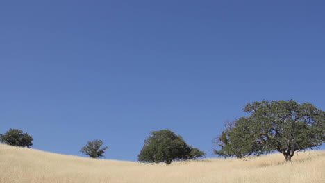 Large-Field-Blows-in-the-Wind-with-Trees-near-Kern-River-California