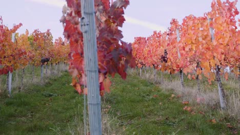 Walking-sideways-alongside-huge-colourful-vineyard-and-red-grapevines-with-blue-sky-in-background-during-autumn-in-Bordeaux,-France
