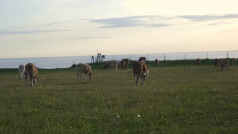 Cow-Walking-To-Other-Cows-Eating-Grass-With-The-Baltic-Sea-in-The-Background,-South-Sweden-Skåne-Österlen-Kåseberga,-Handheld-Wide-Shot