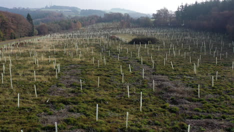 Drone-shot-flying-over-newly-planted-trees-in-a-field-surrounded-by-forest,-in-the-UK