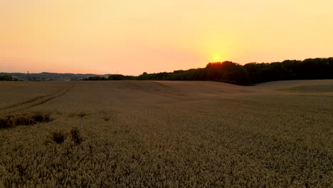 Flying-Over-Brown-Wheat-Field-At-Sunset-In-Kielno,-Poland---Drone-Shot