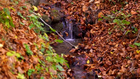 Water-streaming-through-stones-and-brown-leaves-fallen-from-forest-trees-in-Autumn