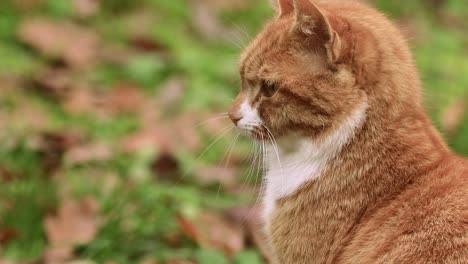 Attentive-orange-young-female-cat-patiently-sitting-in-garden-vegetation-with-ears-moving-to-listen-to-every-sound,-intensely-looking-at-the-camera-and-towards-sounds-it-picks-up