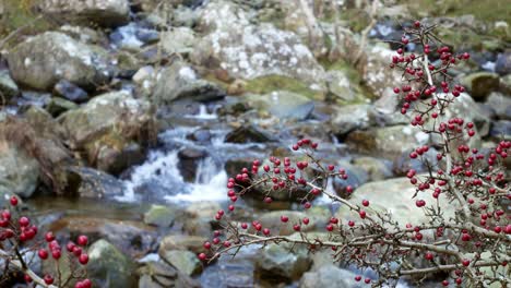 Colourful-red-berries-on-thorny-tree-branches-over-fresh-rocky-mountain-waterfall-river-dolly-left