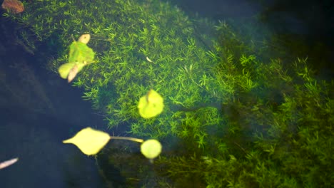 Algas-Con-Colores-Verdes-Brillantes-En-El-Fondo-Del-Canal-Con-Agua-Clara-Y-Hojas-Amarillas-Flotando