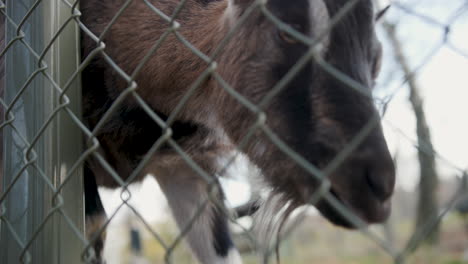 Small-Brown-Goat-with-horns-walking-behind-a-metal-fence-on-a-farm-in-slow-motion,-close-up