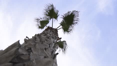 bottom-spin-view-of-a-palm-tree-with-short-leaves-in-Spain-slow-motion