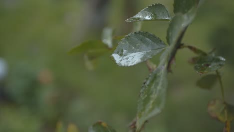 Wet-Rose-Leaf-Swinging-in-Wind-Closeup