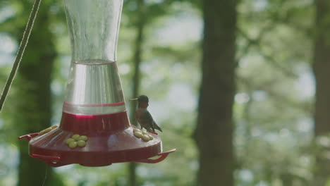 A-hummingbird-drinks-at-a-feeder-and-then-flies-away-when-another-one-approaches-in-slow-motion