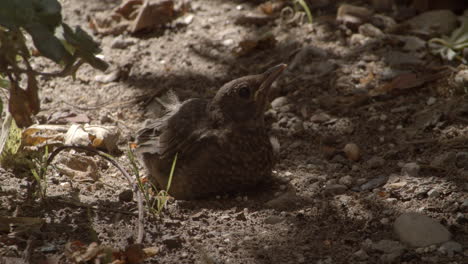 Adorable-fledged-blackbird-chick-on-ground-after-leaving-nest,-day,-static