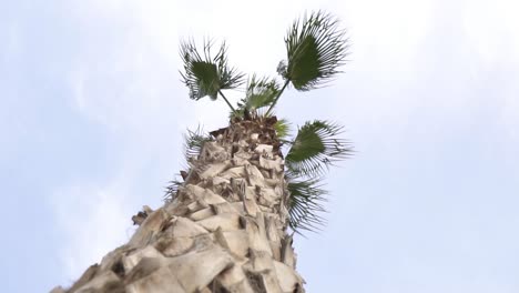 palm-tree-with-short-leaves-bottom-view-sunny-cloudy-day-slow-motion