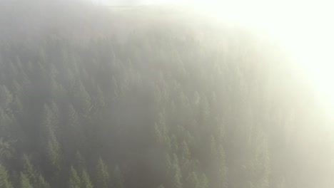 Fliegen-Im-Morgennebel-über-Immergrünem-Wald