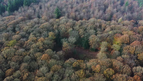 Drone-shot-flying-over-a-forest-canopy-in-Autumn-colours-in-the-UK