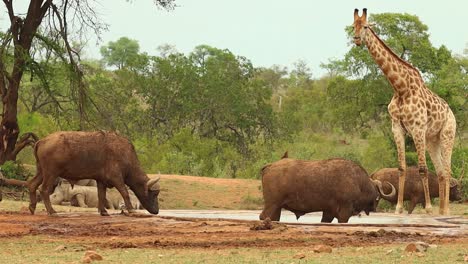 Una-Toma-Amplia-De-Búfalos-Y-Jirafas-En-Un-Abrevadero-Con-Rinoceronte-Blanco-Tendido-En-El-Fondo,-Parque-Nacional-Kruger