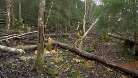 Deforestation-with-trunks-pulled-and-gnawed-by-beavers---Tilt-up-shot