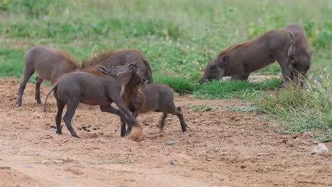 A-wide-shot-of-four-cute-warthog-piglets-fighting-in-Kruger-National-Park