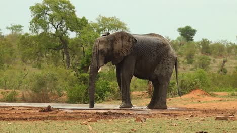 Un-Elefante-Africano-Rociándose-Agua-Para-Refrescarse-En-Un-Pozo-De-Agua-En-El-Parque-Nacional-Kruger