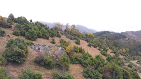Drone-shot-of-pine-bushes-on-a-hill-revealing-evergreen-forest-on-top-of-the-mountain