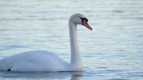 Lonely-Majestic-Swan-swimming-in-turbulent-lake---Close-up-long-shot