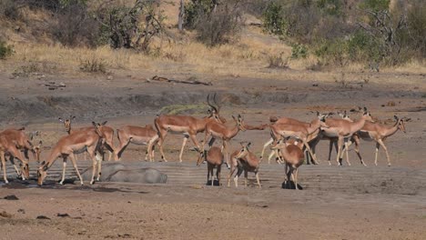 Jabalíes-E-Impalas-Que-Salen-De-Un-Abrevadero-Cuando-Llega-Un-Elefante-Toro-Para-Saciar-Su-Sed,-Parque-Nacional-Kruger